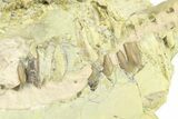 Fossil Oreodont (Leptauchenia) Partial Skull - South Dakota #269936-3